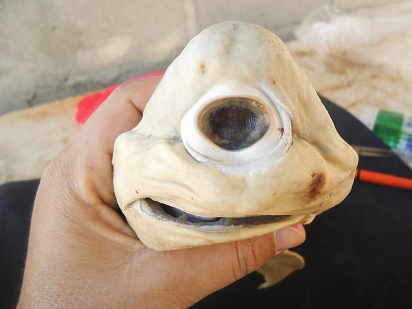 العثور على سمكة غريبة في أمريكا
