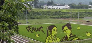 شاهد فنون زراعة الأرز في اليابان